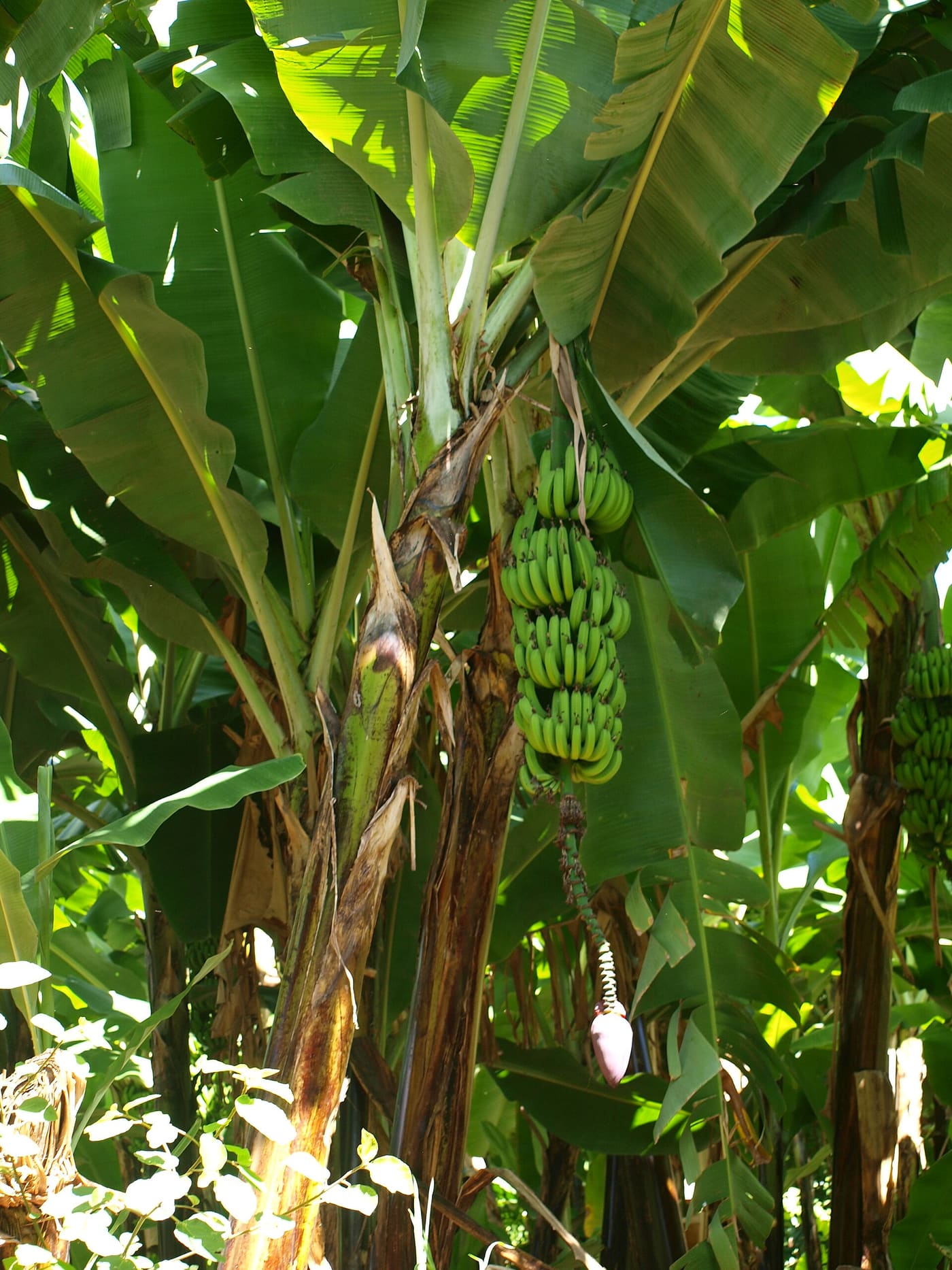 The banana grove behind the house
